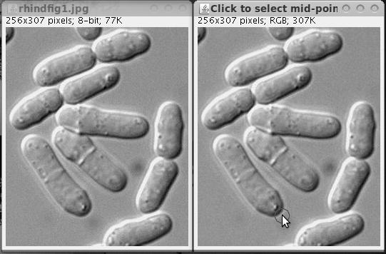fission yeast cell being cropped and rotated