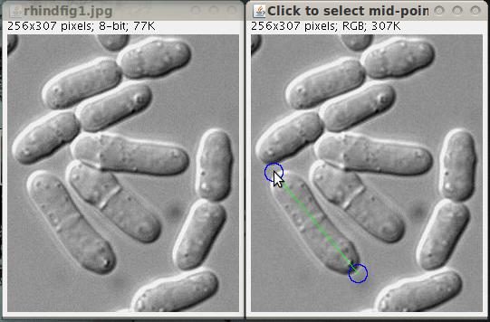 fission yeast cell being cropped and rotated