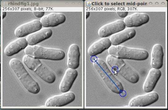 fission yeast cell being cropped and rotated
