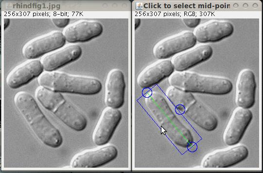 fission yeast cell being cropped and rotated