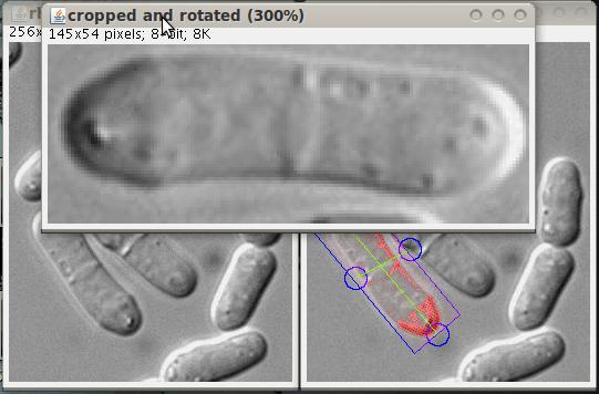 fission yeast cell being cropped and rotated